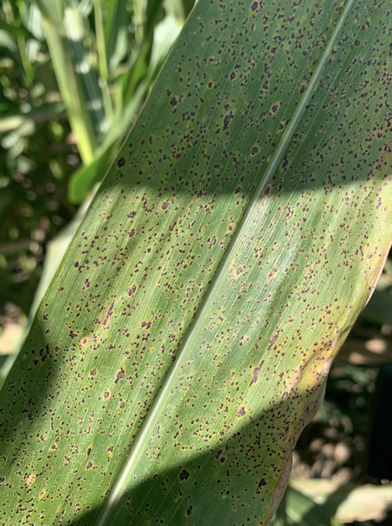 Tar Spot Robs Yield in Great Lakes States, Eastern Corn Belt - AgMarket ...